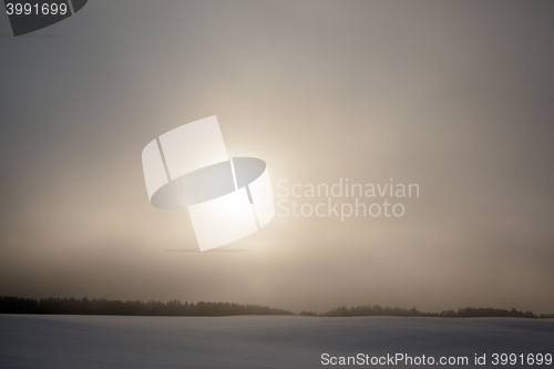 Image of forest in winter, dawn