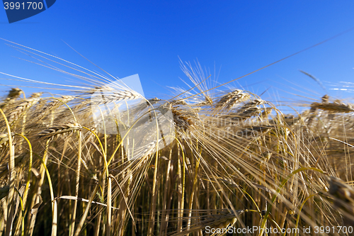 Image of agricultural field with cereal