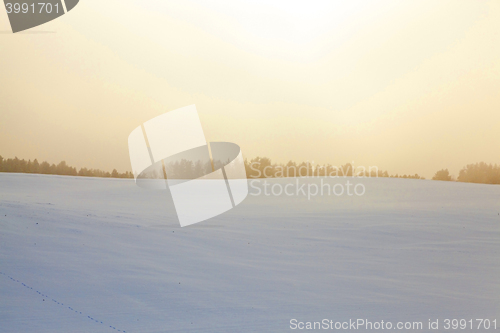 Image of forest in winter, dawn