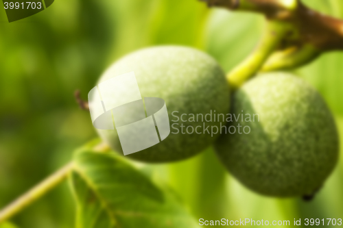 Image of unripe green walnuts