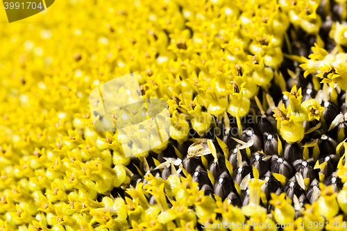 Image of close up sun flower