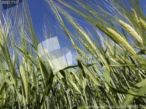 Image of immature grass sky