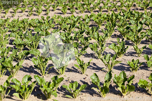 Image of field with beetroot