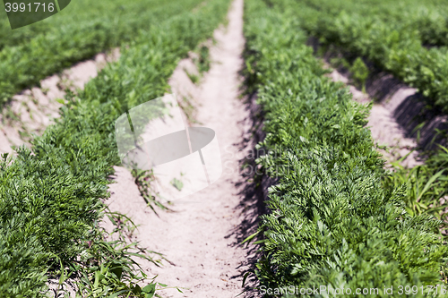 Image of Field with carrot