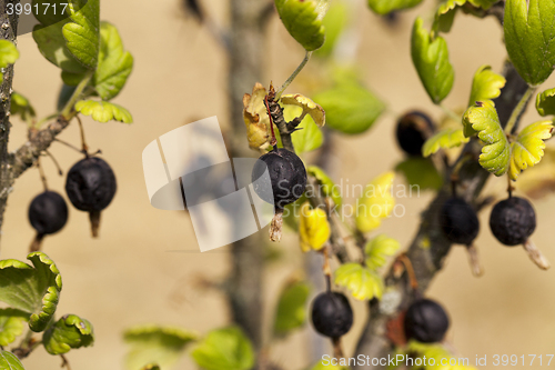 Image of dried berries harvest