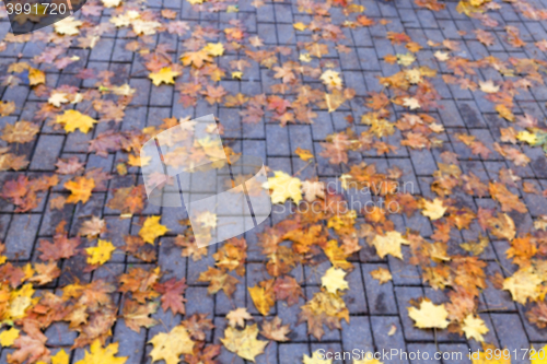 Image of autumn in the park