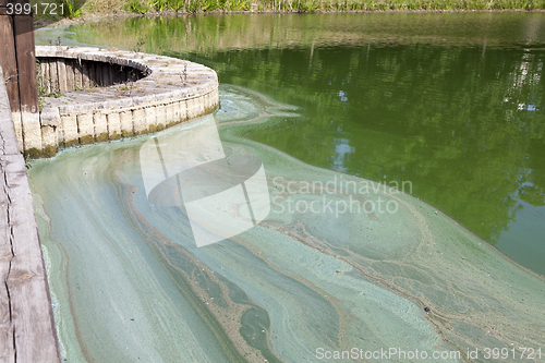 Image of Water in the swamp