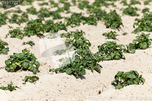 Image of Agriculture, potato field
