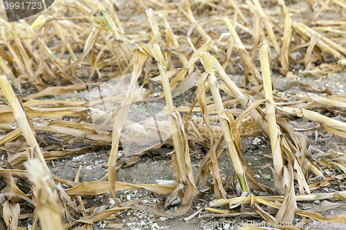Image of mature corn crop
