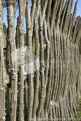 Image of fence of twigs