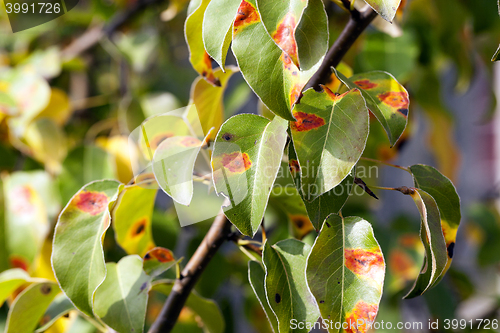 Image of pear foliage in autumn