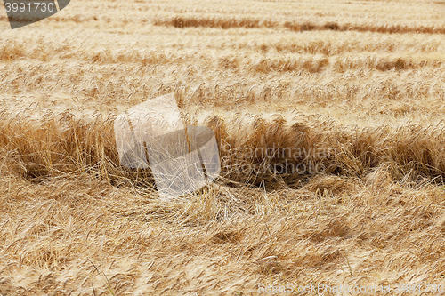 Image of farm field cereals