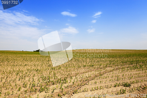 Image of Corn field, summer