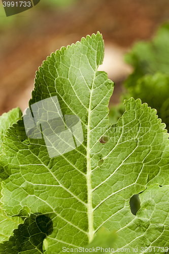 Image of green leaves of horseradish