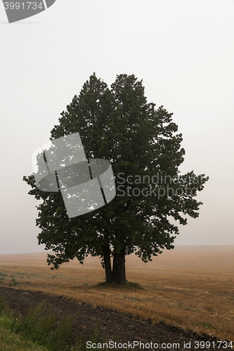 Image of tree in the field