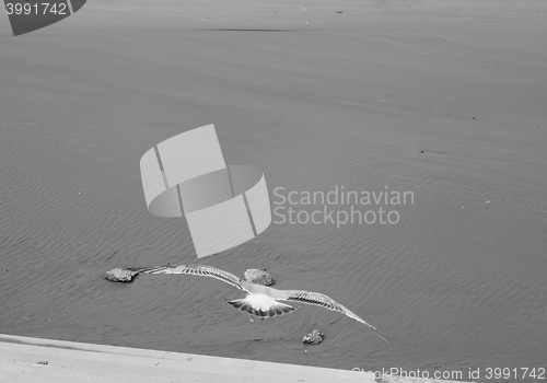 Image of Seagull bird animal