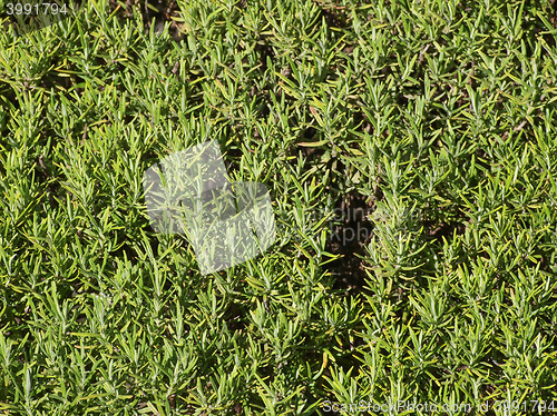 Image of Rosemary (Rosmarinus) plant