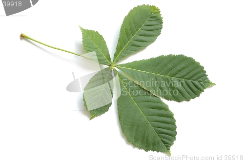 Image of Leaf