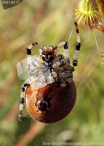 Image of The spider hangs on the web and looking at the camera macro