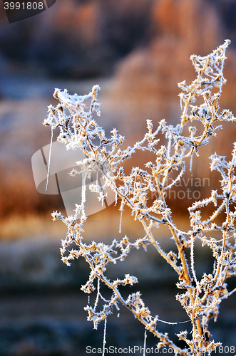 Image of Autumn background with grass and forest covered with frost in the early frosts
