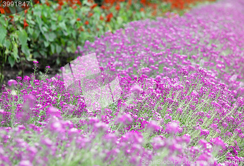 Image of Purple flower carpet background