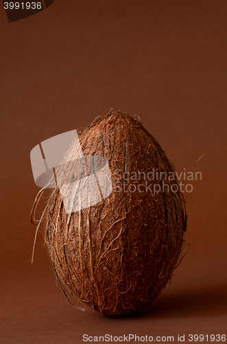 Image of Single whole coconut