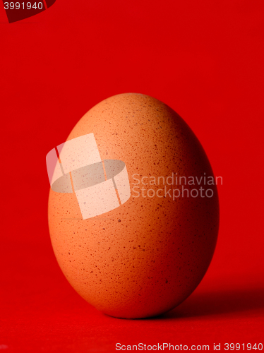 Image of Single brown chicken
