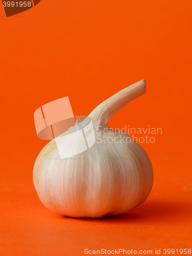 Image of single bulb of garlic