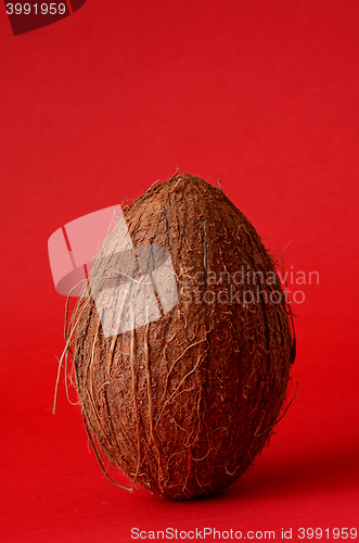 Image of Single whole coconut