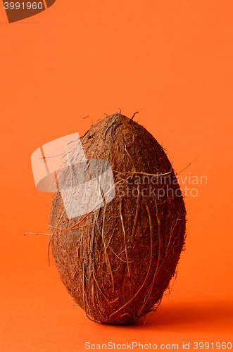 Image of Single whole coconut
