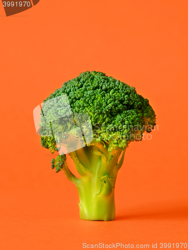 Image of fresh green broccoli