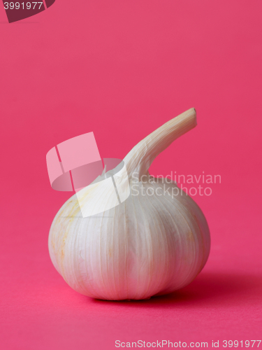 Image of single bulb of garlic