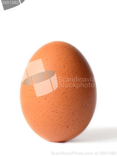 Image of Single brown chicken