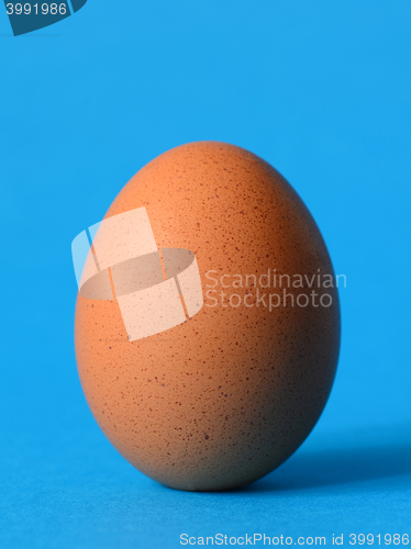 Image of Single brown chicken