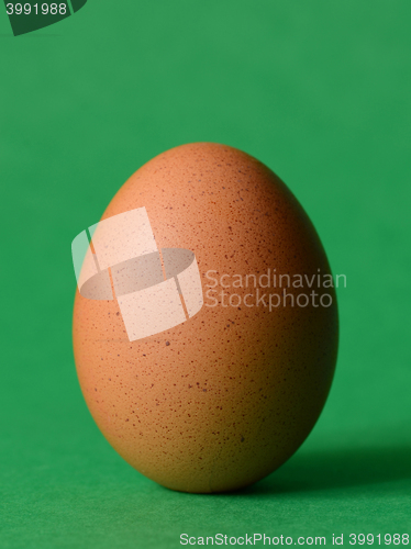 Image of Single brown chicken