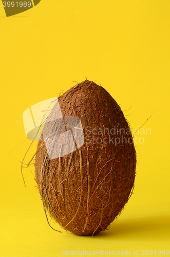 Image of Single whole coconut