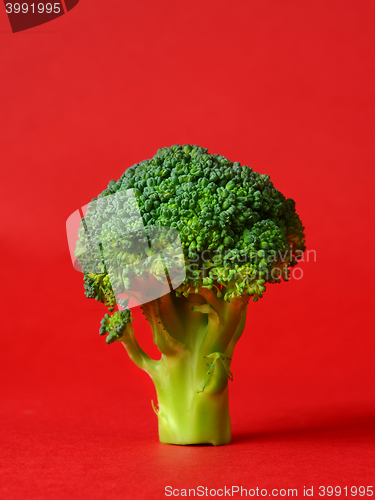 Image of fresh green broccoli
