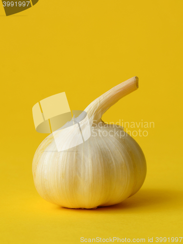 Image of single bulb of garlic