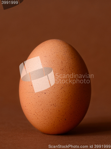 Image of Single brown chicken