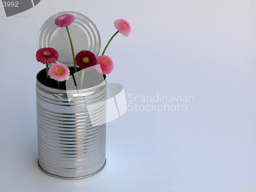 Image of daisy