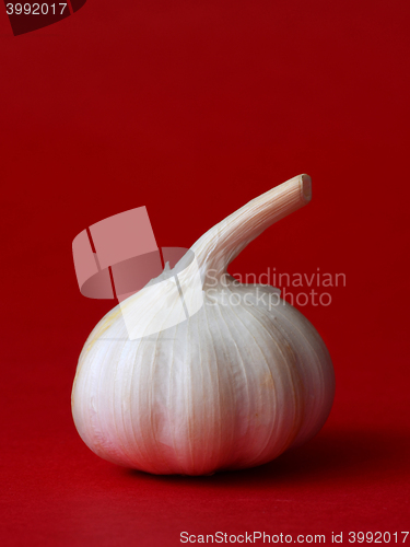 Image of single bulb of garlic