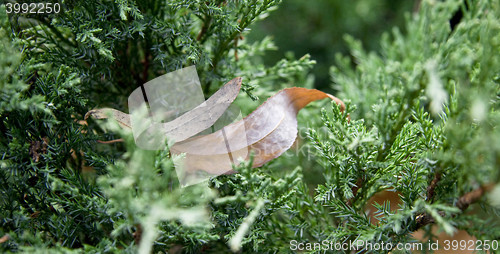 Image of Dry leaves in pine tree