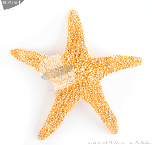 Image of Starfish from oceans