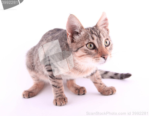 Image of beautiful European cat