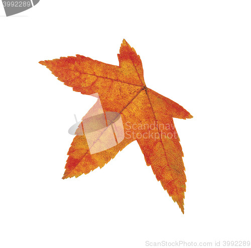 Image of Orange leaf isolated on white