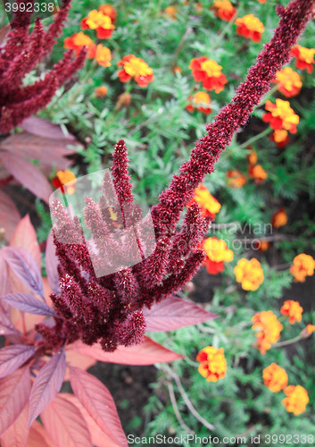 Image of yellow flowers and red in summer season