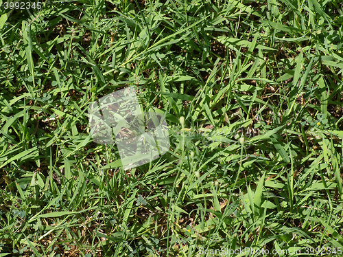 Image of Green grass meadow background