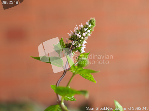 Image of Peppermint (Mentha piperita) plant