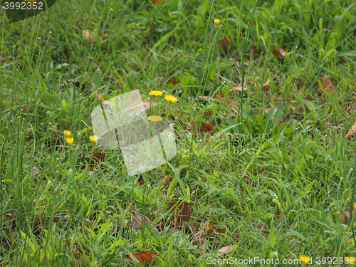 Image of Green grass meadow background