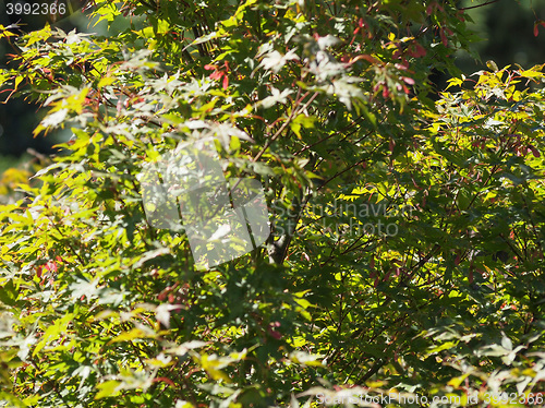 Image of Maple acer tree